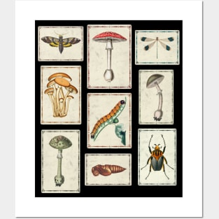 Cottagecore Goblincore Dark Academia Mushroom and Insect Posters and Art